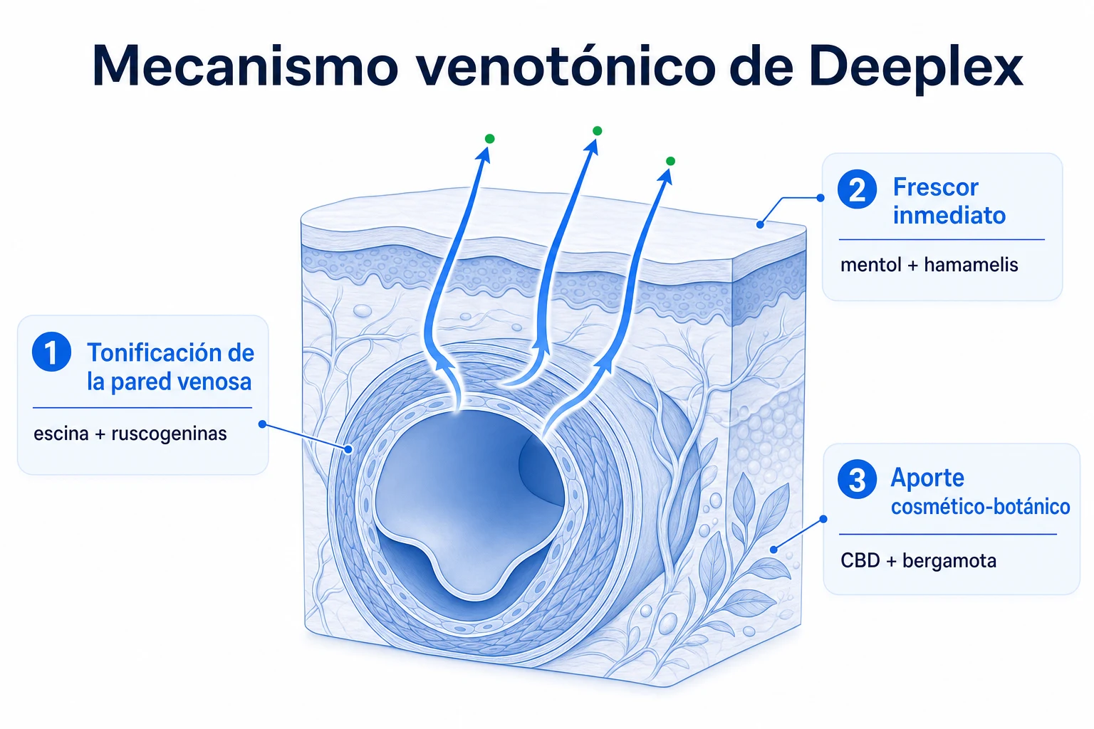Diagrama que muestra cómo la escina del castaño de indias y las ruscogeninas del rusco actúan sobre la pared venosa con flechas que indican tonificación y reducción del edema