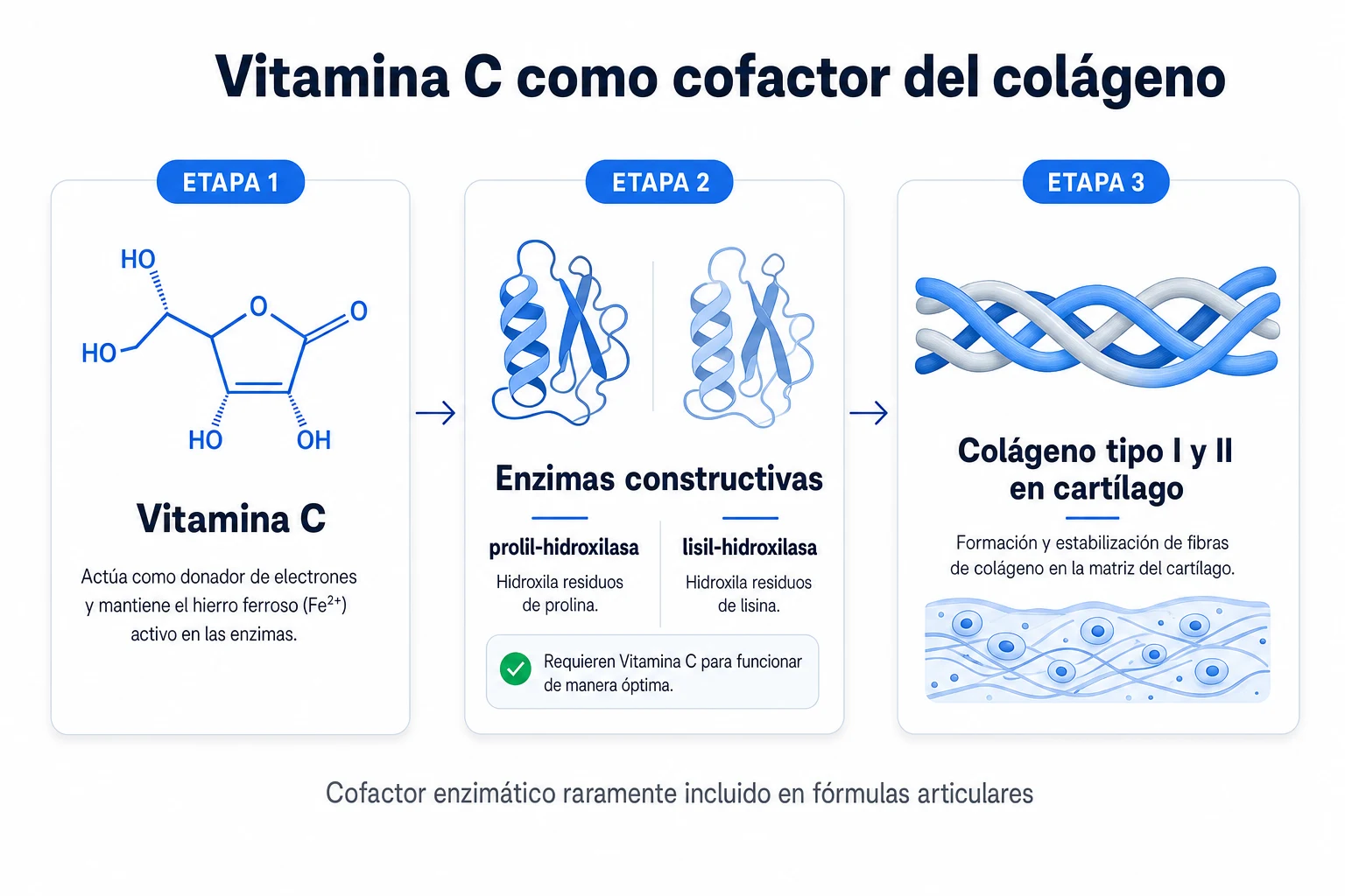 Diagrama que muestra cómo la Vitamina C actúa como cofactor de la prolil-hidroxilasa y la lisil-hidroxilasa en la síntesis endógena de colágeno tipo I y II