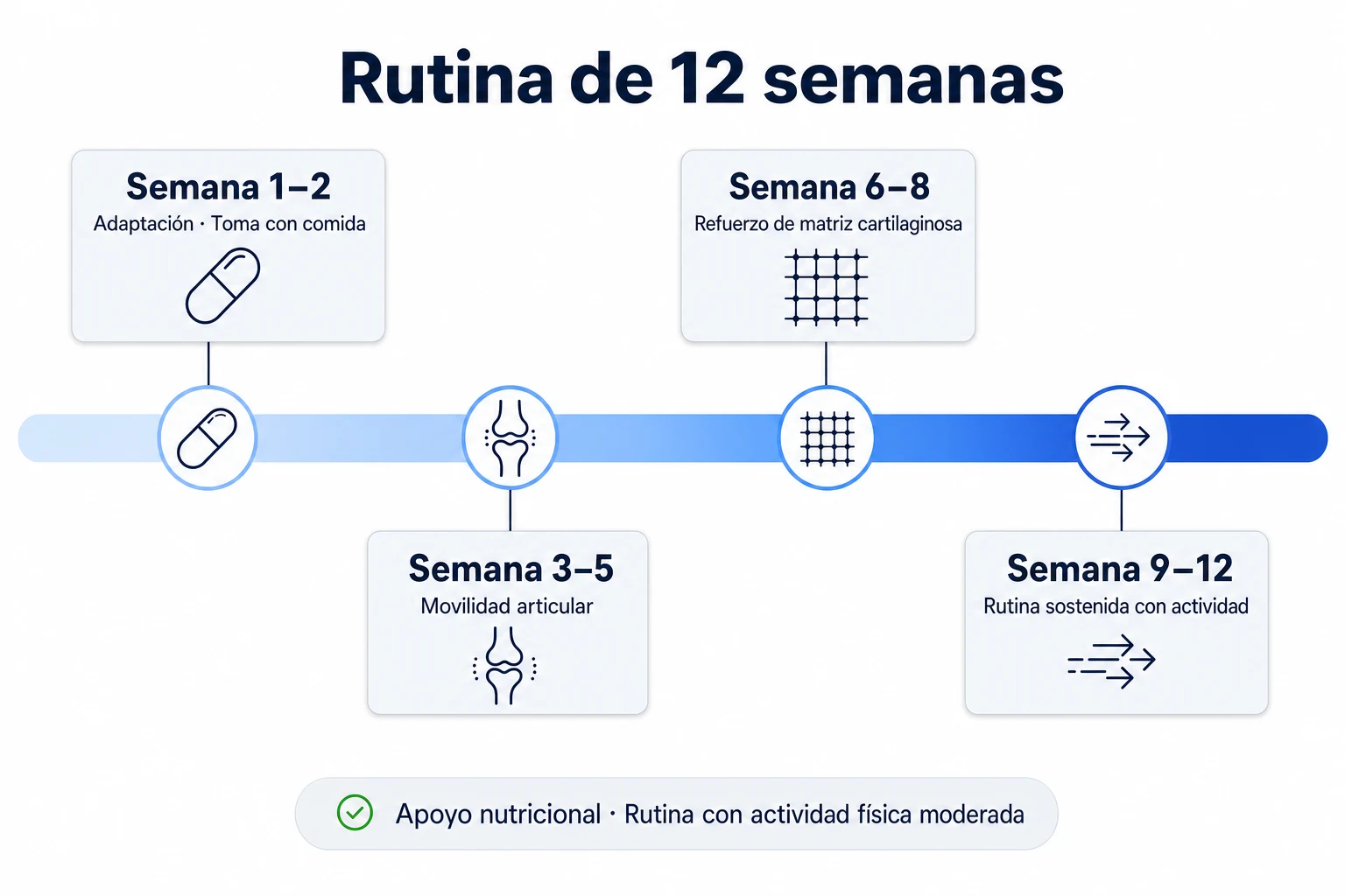 Línea de tiempo horizontal de 12 semanas en cuatro fases mostrando la rutina articular con Fisio Forte, actividad física moderada e hidratación