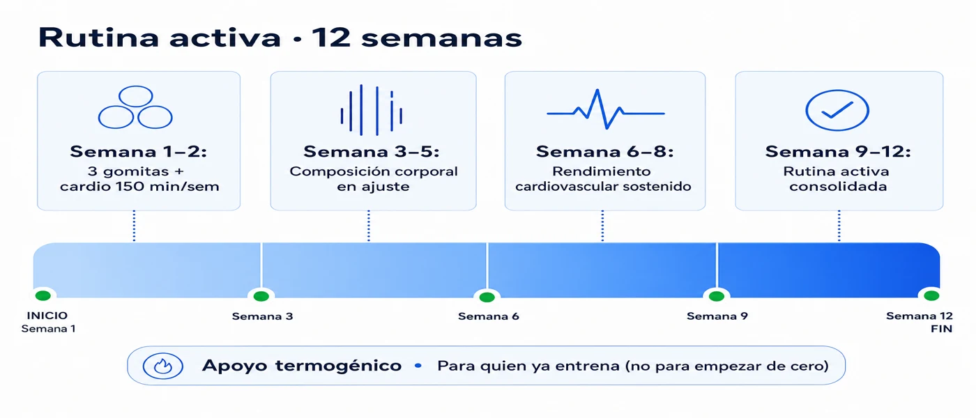 Línea de tiempo de 12 semanas mostrando la rutina con FitoMishki integrada a desayuno proteico, 150 minutos semanales de cardio y descanso de 7 a 8 horas