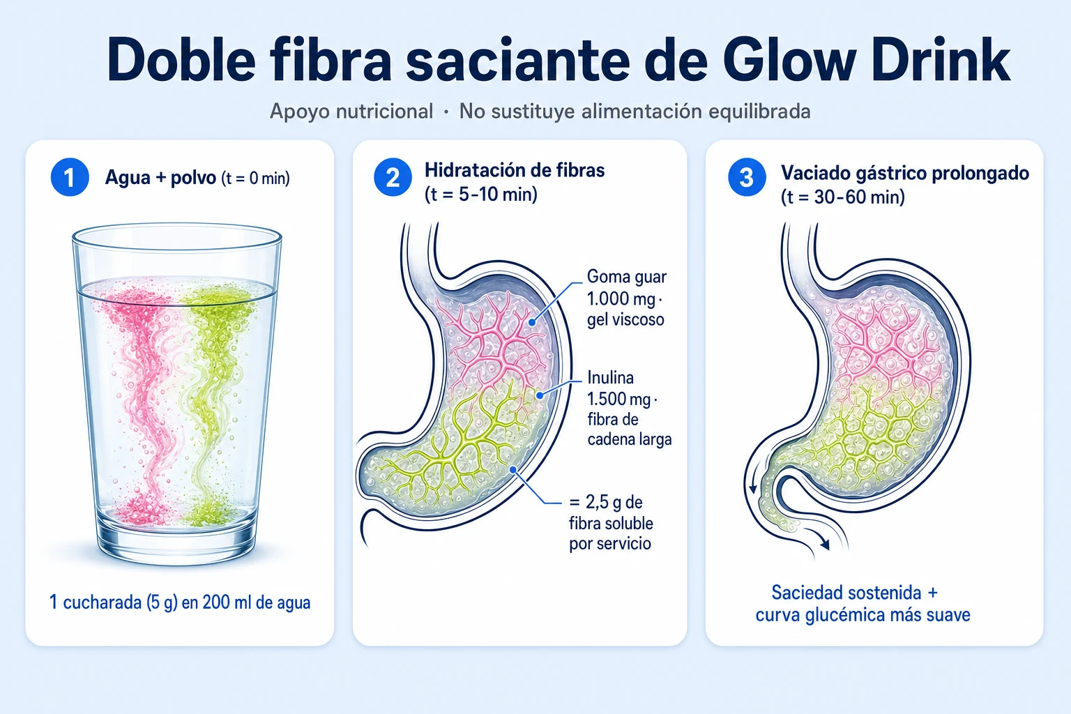 Diagrama del mecanismo de doble fibra de Glow Drink: goma guar e inulina formando gel en el estómago para sostener la saciedad
