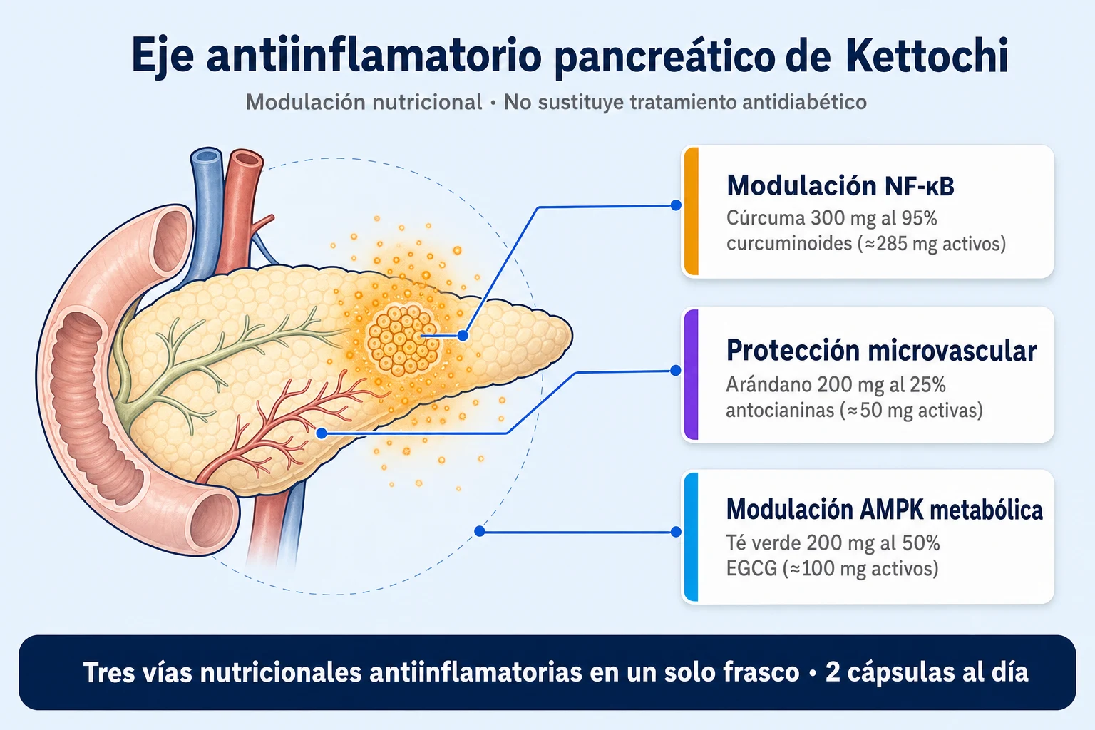 Diagrama del eje antiinflamatorio de Kettochi mostrando la modulación nutricional de la inflamación crónica de bajo grado en células beta pancreáticas con cúrcuma 95%, neem y antocianinas de arándano