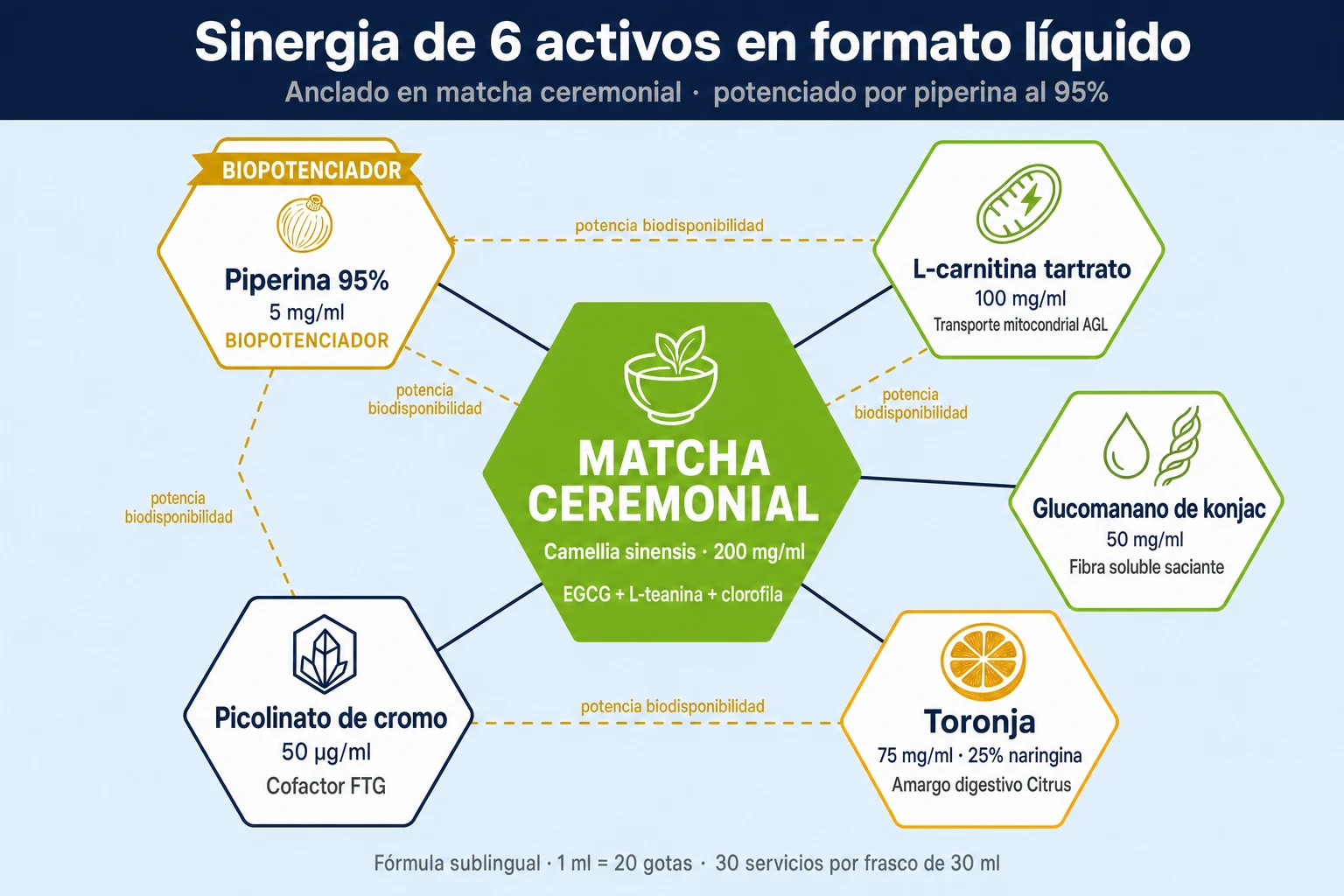 Hexágono central con matcha ceremonial conectado a cinco activos sinérgicos: L-carnitina, glucomanano, naringina de toronja, picolinato de cromo y piperina
