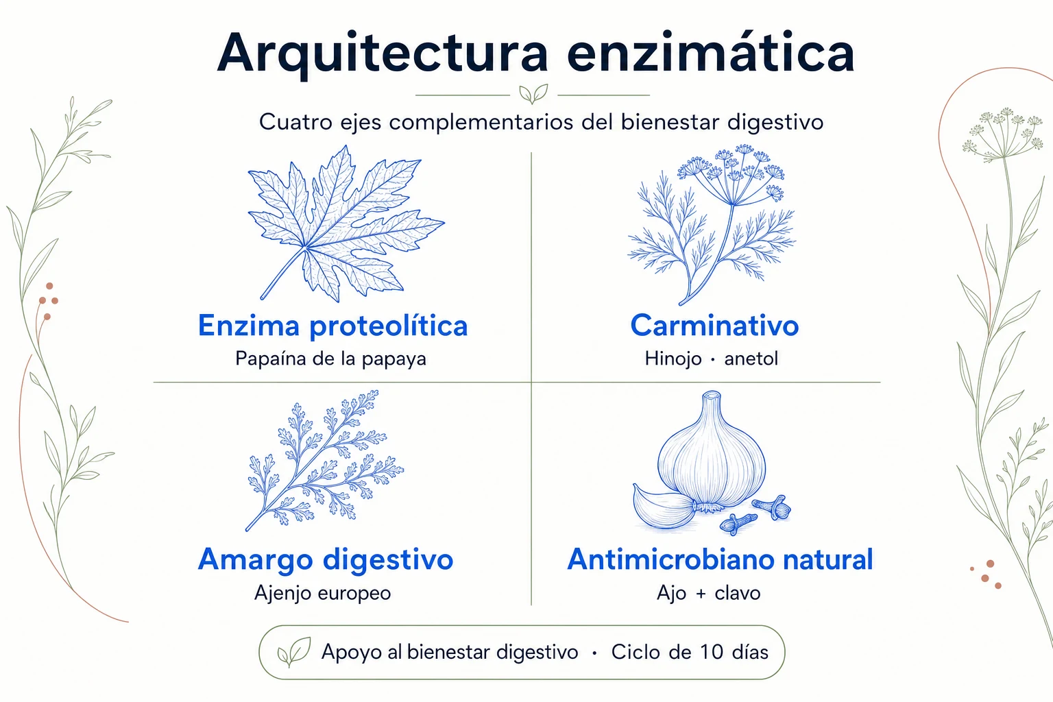 Diagrama de la arquitectura enzimático-herbolaria de Papaya Cleanse mostrando los cuatro ejes complementarios: enzima proteolítica, carminativo, amargo digestivo y antimicrobiano natural
