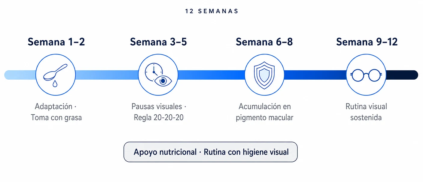 Línea de tiempo horizontal de 12 semanas en cuatro fases mostrando la rutina de uso de Vizilax con cápsulas, pausas visuales y revisión oftalmológica